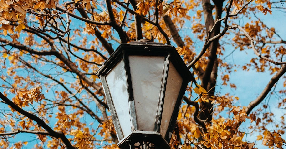 Антикварный анализ культовой слот-машины Wolf Gold эпохи цифрового ренессанса