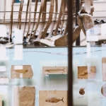 История развития бездепозитных бонусов в онлайн-казино