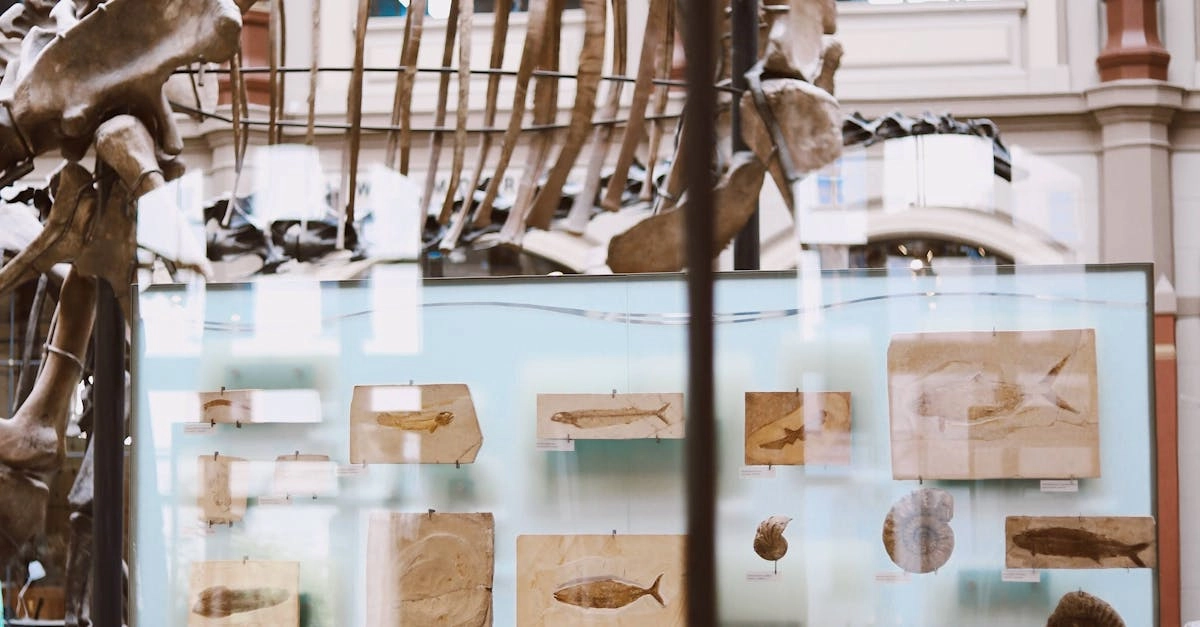 История развития бездепозитных бонусов в онлайн-казино